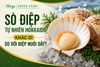 Sò Điệp Tự Nhiên Hokkaido vs. Điệp Nuôi Dây: Sự Khác Biệt Tạo Nên Đẳng Cấp Cho Menu Nhà Hàng
