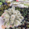 Xương Rồng Sâu Róm Mã 1