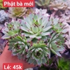 Phật Bà Giống Mới Mix 45k