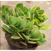 Thạch Bích Lớn