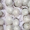 Xương Rồng Ông Già