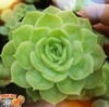Ngọc Bích Mới Lớn