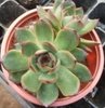 Viền Đỏ Lớn
