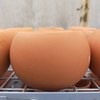 Chậu đất Tròn lớn
