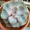 Hồng Cánh Tròn Lớn