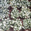 Cẩm Nhung Trắng