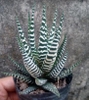Móng Rồng Viền