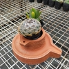Chậu đất cối xay