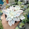 Hồng Phấn Var Mới