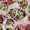 Cẩm Nhung Mix Màu
