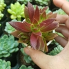Tứ Diện Tím