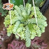 Chuỗi Ngọc Bi Treo Lớn
