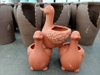Chậu Đất Vịt nhỏ