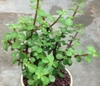 Dola Xanh Lớn