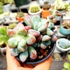 Sỏi Mới 70