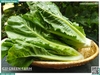 Xà lách Romaine 300g