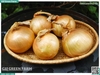 Hành tây size Cồ