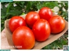 Cà chua rita size 8 - 10 trái /kg