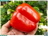 Ớt chuông đỏ 150g up