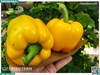 Ớt chuông vàng 120g up