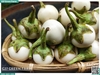 Cà pháo trắng