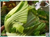 Lõi cải sậy (Cải muối dưa)