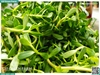 Rau đắng 300g