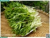 Rau mầm rau muống hạt 150g