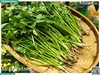 Ngò rí (rau mùi ta) 50g