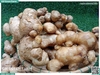 Gừng Trâu