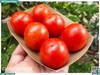 Cà chua rita size 8 - 10 trái /kg