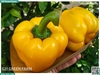 Ớt chuông vàng 150g up