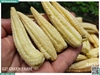 Bắp non
