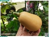Bí hạt đậu (bí sữa)