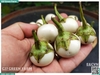 Cà pháo trắng