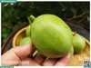 Dưa hấu non