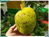 Quả Sa kê