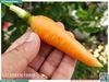 Cà rốt baby