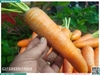 Cà rốt cuống xanh