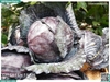 Bắp cải tím 1 cây