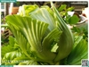 Lõi cải sậy (Cải muối dưa)