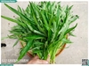 Rau muống hạt 300g