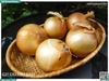 Hành tây size Cồ
