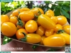 Cà chua cherry cam sữa