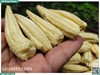 Bắp non