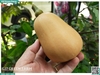 Bí hạt đậu (bí sữa)
