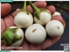 Cà pháo trắng
