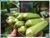 Đậu bắp