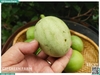 Dưa hấu non