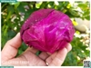 Bắp cải tím Baby